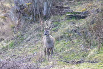 Roe deer
