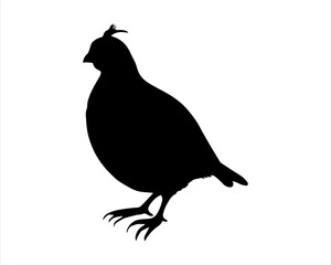 California quail silhouette icon logo vector illustration isolated on white background