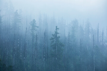 coniferous forest in mountain fog