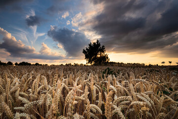 rye field in summer at sunset