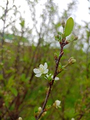 cherry blooming tree