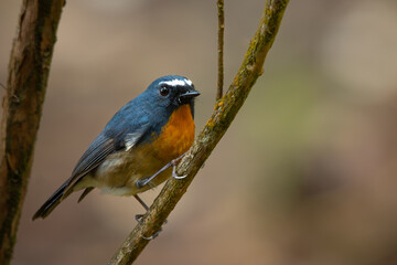 Male snowy-browed flycatcher ficedula hyperythra perching on a branch , natural bokeh background