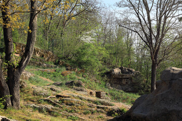 Rocks among the trees in the forest