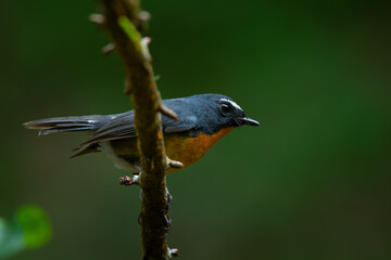 Male snowy-browed flycatcher ficedula hyperythra perching on a branch , natural bokeh background