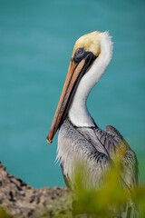 Brown Pelican 