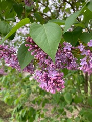  lilac flowers in spring