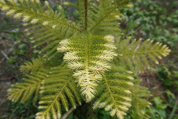 The Norfolk Island pine is also known for its distinctive pyramid shape, with branches extending horizontally and forming regular tiers.