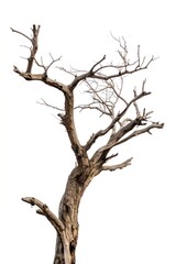 A dried tree driftwood plant white background