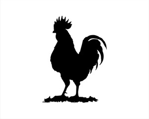 Rooster silhouette illustration on white background. Rooster vector. Rooster icon. Rooster logo.