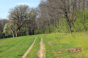 Tracks from car wheels on the grass in the park