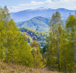 Spring landscape, the green of forests and meadows, snow on peaks