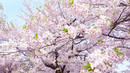 桜