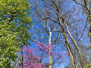branches against sky in spring
