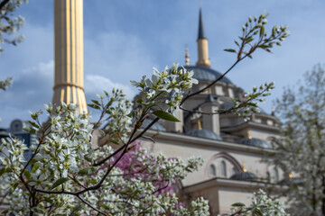 There are flowering plum trees in front of the mosque with minarets. A white plum is blooming. The...