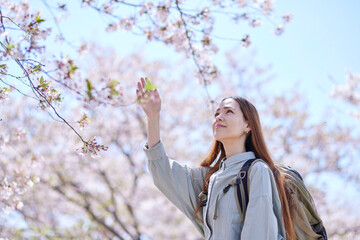 春の桜を楽しむ女性インバウンドバックパッカー