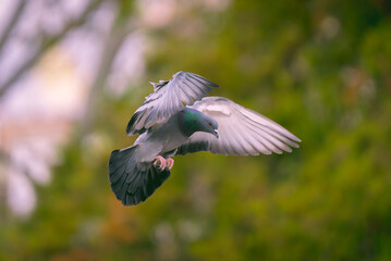 Rock pigeon showing off its beauty