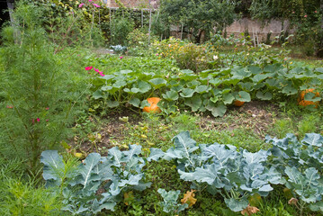 Jardin, potager, Chou , potiron