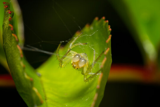 Macro image of an araniella cucurbitina or cucumber green spider on a leaf. Spider of the family Araneidae.