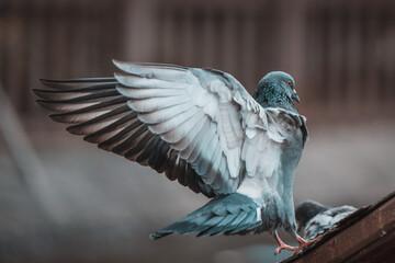 Rock pigeon showing off its beauty