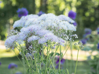 Greater Meadow Rue, Feathered Columbine, Thalictrum aquilegiifolium, tall decorative flower growing in a garden, attract pollinators, forest on a background, close up