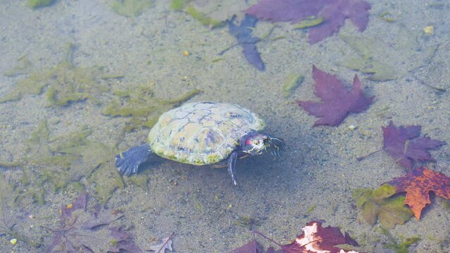 Turtle floats submerged in a thermal pond in winter, many small fishes swim around it.