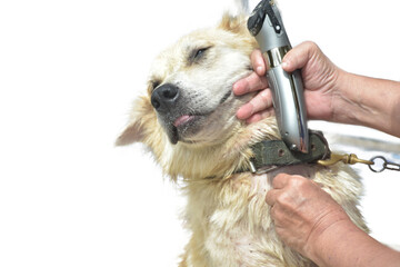 Hand of people holding to hair clipper for grooming and cutting fur. Owner chain the domestic dog...