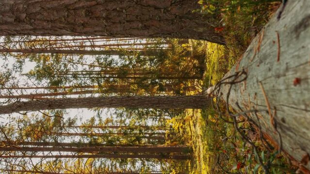 Time Lapse. Beautiful Sunset Sun Sunshine In Sunny Autumn Forest. Sunlight Sunrays Shine Through Woods In Forest Landscape. View From Fallen Tree Trunk. Belarus, Berezinsky Biosphere Reserve. .