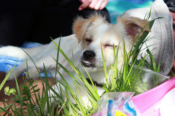 Light dog falls asleep among green grass