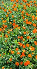 orange flowers background