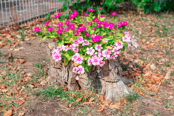 Flowers growing on a tree stump in the park