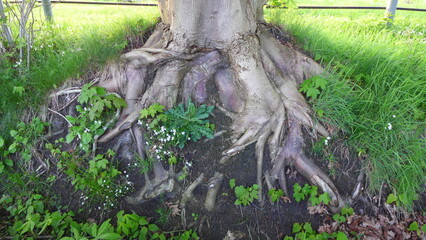 Kastanienbaum mit ausgeprägten Wurzeln am Rand eines Grabens