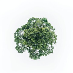Fototapeta premium topview tree on white plain background isolate aerial view big tree on white floor with clean shadow