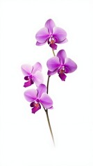 Captivating Radiant Purple Orchid Bloom in Digital - obrazy, fototapety, plakaty