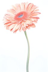 Captivating Side View of a Vibrant Gerbera Flower in Digital - obrazy, fototapety, plakaty