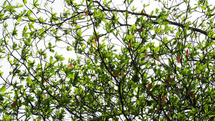 Green leaves of a tree shining in the sunlight