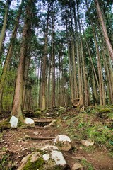 登山道