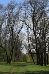 Obraz premium Trees in the park in spring