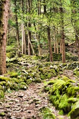 Fototapeta premium 登山道