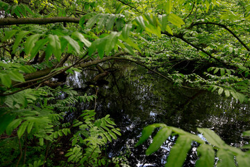 Fototapeta premium Canal inside the Vondel park, lush nature with brilliant colors.