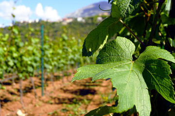 The young green leaf of grapes is close -up. Detail from the spring vineyard