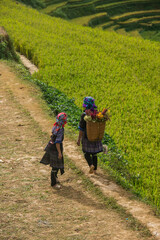 Flower Hmong women in the rice terraces of Mu Cang Chai, Yen Bai, Vietnam