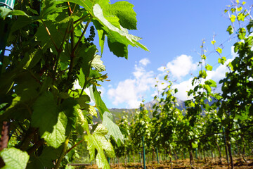 Vine with fresh green leaves against the background of a mountain cloud sky. Spring landscape from a vineyard to Herceg Novi, Montenegro.