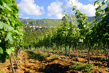 Spring landscape from the Montenegrin vineyard: rows of vine against the background of mountains and blue sky with clouds