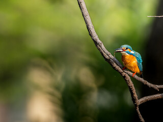 木の枝にとまるカワセミ