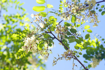 Branches of a flowering Robinia pseudoacacia tree against a blue sky.