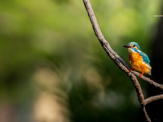 木の枝にとまるカワセミ