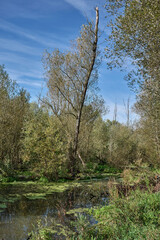 Pond in Urdenbacher Kämpe Nature Reserve at Rhine River Floodplain,Duesseldorf,Germany