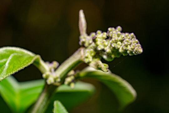 Macro plant shallow depth of cocus