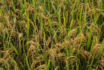 Fototapeta premium Harvest time at the stunning rice terraces of Mu Cang Chai, Yen Bai, Vietnam