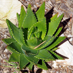 Small sharp toothed aloe plant